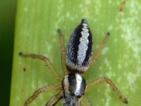 Opistoncus DSC00123 edit